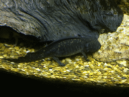 Axolotl at the Tropical Rainforest zone of the Sea Life Bangkok Ocean World