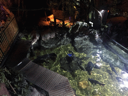 The Rockpools zone of the Sea Life Bangkok Ocean World, viewed from above