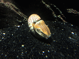 Nautilus at the Seahorse Kingdom zone of the Sea Life Bangkok Ocean World