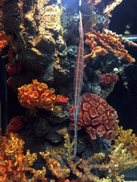 Trumpetfish and coral at the Seahorse Kingdom zone of the Sea Life Bangkok Ocean World