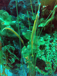 Trumpetfish at the Seahorse Kingdom zone of the Sea Life Bangkok Ocean World