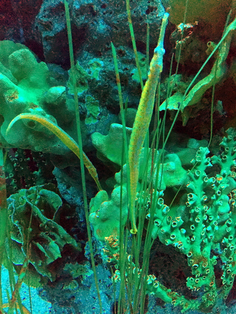 Trumpetfish at the Seahorse Kingdom zone of the Sea Life Bangkok Ocean World