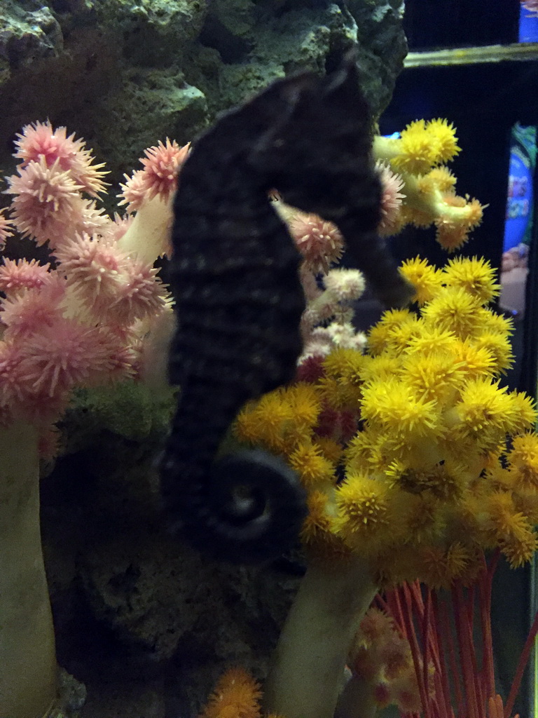 Seahorse and coral at the Seahorse Kingdom zone of the Sea Life Bangkok Ocean World