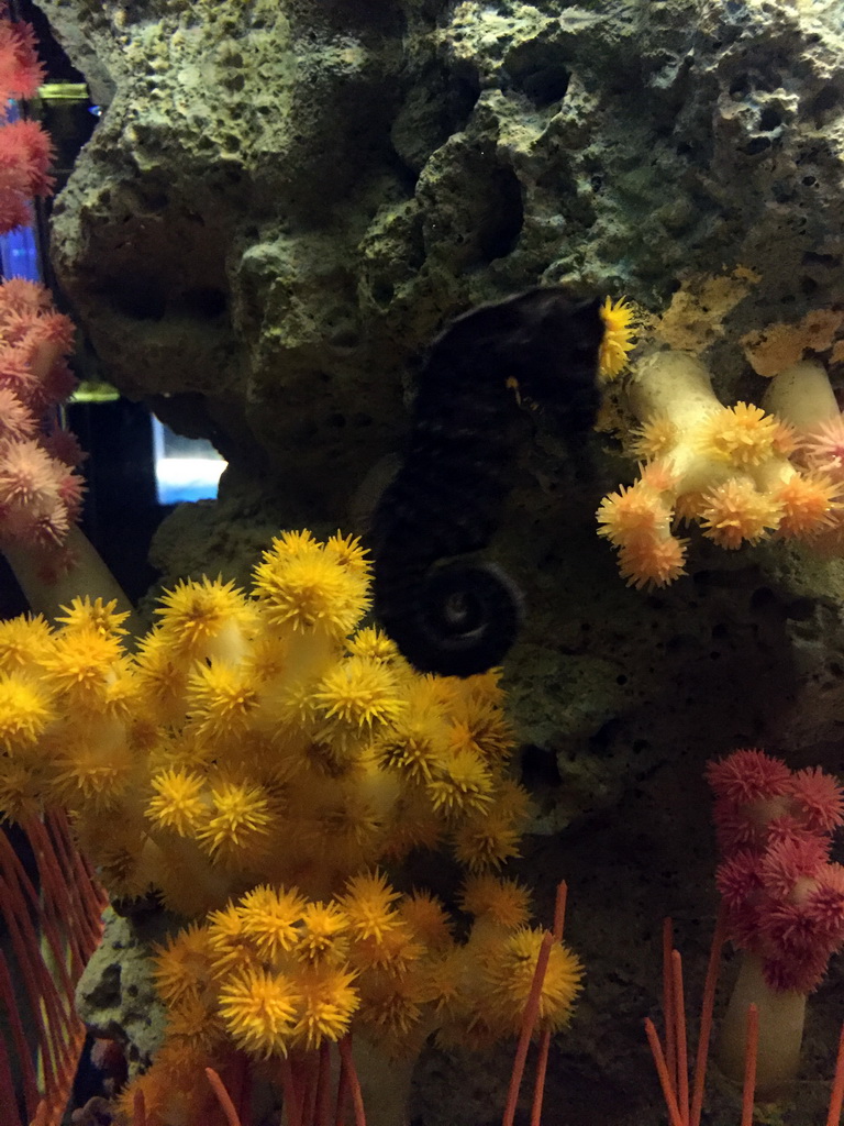 Seahorse and coral at the Seahorse Kingdom zone of the Sea Life Bangkok Ocean World