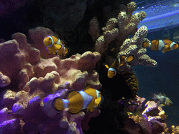 Clownfish, other fish and coral at the Coral Reef zone of the Sea Life Bangkok Ocean World