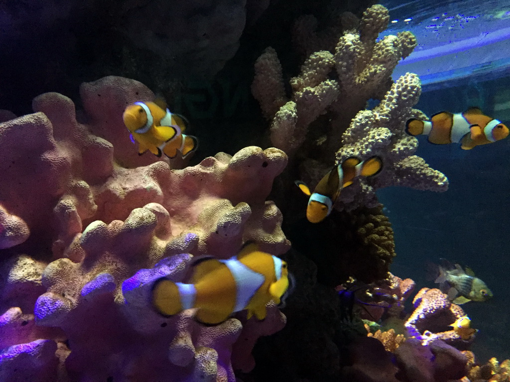 Clownfish, other fish and coral at the Coral Reef zone of the Sea Life Bangkok Ocean World