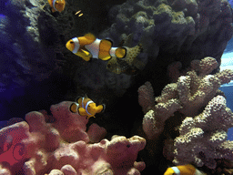 Clownfish and coral at the Coral Reef zone of the Sea Life Bangkok Ocean World