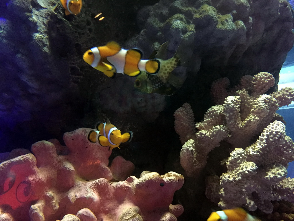 Clownfish and coral at the Coral Reef zone of the Sea Life Bangkok Ocean World