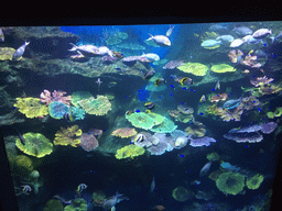 Fish and coral at the Coral Reef zone of the Sea Life Bangkok Ocean World