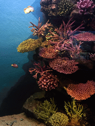 Fish and coral at the Coral Reef zone of the Sea Life Bangkok Ocean World
