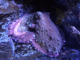 Giant Pacific Octopus at the Rocky Hideout zone of the Sea Life Bangkok Ocean World