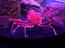 Giant Spider Crab at the Rocky Hideout zone of the Sea Life Bangkok Ocean World