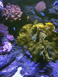 Fish and coral at the Rocky Hideout zone of the Sea Life Bangkok Ocean World