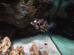Tasselled Leatherjacket at the Rocky Hideout zone of the Sea Life Bangkok Ocean World