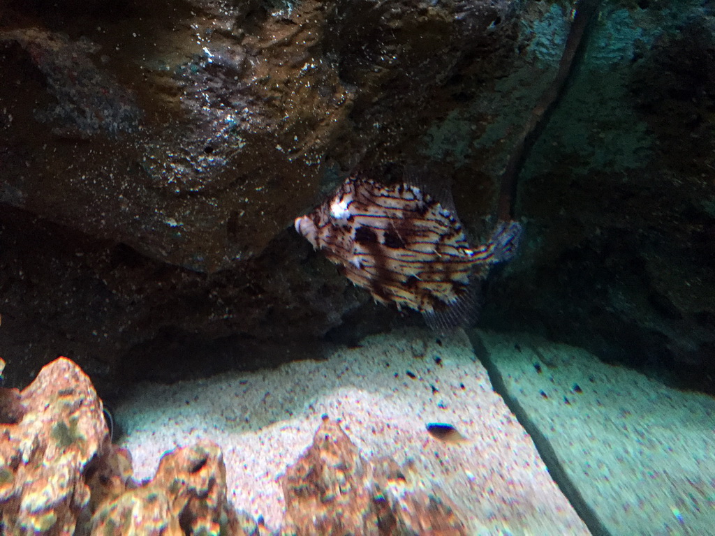 Tasselled Leatherjacket at the Rocky Hideout zone of the Sea Life Bangkok Ocean World