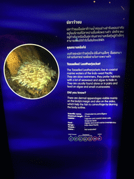 Explanation on the Tasselled Leatherjacket at the Rocky Hideout zone of the Sea Life Bangkok Ocean World