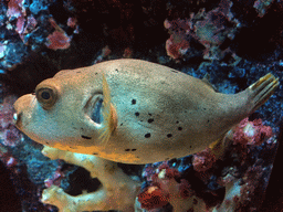 Dog-faced Pufferfish at the Rocky Hideout zone of the Sea Life Bangkok Ocean World