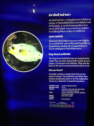 Explanation on the Dog-faced Pufferfish at the Rocky Hideout zone of the Sea Life Bangkok Ocean World