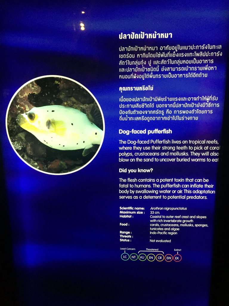 Explanation on the Dog-faced Pufferfish at the Rocky Hideout zone of the Sea Life Bangkok Ocean World