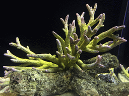 Harlequin Shrimp and coral at the Rocky Hideout zone of the Sea Life Bangkok Ocean World