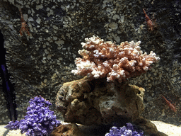Hinge-beak Shrimps and coral at the Rocky Hideout zone of the Sea Life Bangkok Ocean World