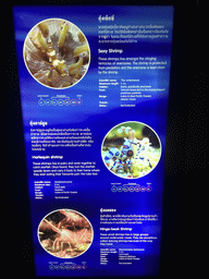 Explanation on the Sexy Shrimp, Harlequin Shrimp and Hinge-beak Shrimp at the Rocky Hideout zone of the Sea Life Bangkok Ocean World