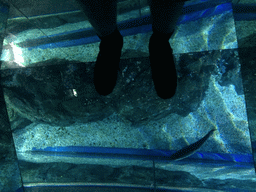 Tim standing on an aquarium with fish at the Shark Walk zone of the Sea Life Bangkok Ocean World