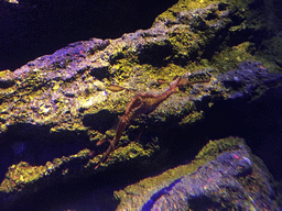 Weedy Sea Dragon at the Seahorse Kingdom zone of the Sea Life Bangkok Ocean World