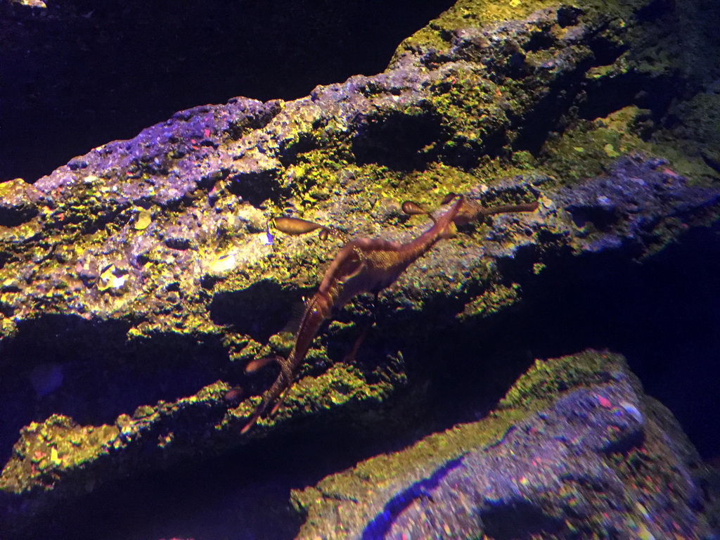 Weedy Sea Dragon at the Seahorse Kingdom zone of the Sea Life Bangkok Ocean World