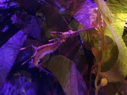 Weedy Sea Dragon at the Seahorse Kingdom zone of the Sea Life Bangkok Ocean World