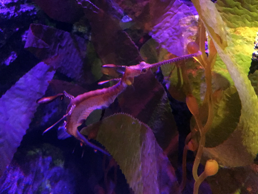 Weedy Sea Dragon at the Seahorse Kingdom zone of the Sea Life Bangkok Ocean World