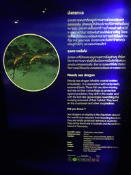Explanation on the Weedy Sea Dragon at the Seahorse Kingdom zone of the Sea Life Bangkok Ocean World