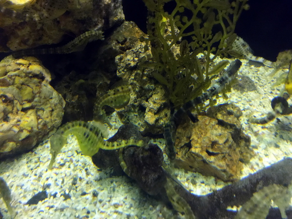 Big-belly Seahorses at the Seahorse Kingdom zone of the Sea Life Bangkok Ocean World