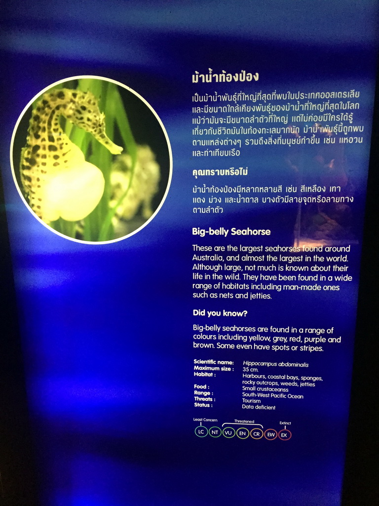 Explanation on the Big-belly Seahorse at the Seahorse Kingdom zone of the Sea Life Bangkok Ocean World