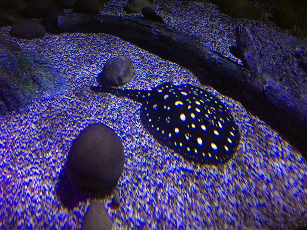 White-blotched River Stingray at the Tropical Rainforest zone of the Sea Life Bangkok Ocean World