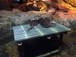 Short Clawed Otters at the Rocky Shore zone of the Sea Life Bangkok Ocean World