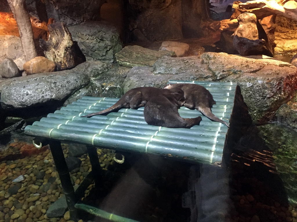 Short Clawed Otters at the Rocky Shore zone of the Sea Life Bangkok Ocean World