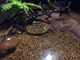 Turtle at the Rockpools zone of the Sea Life Bangkok Ocean World