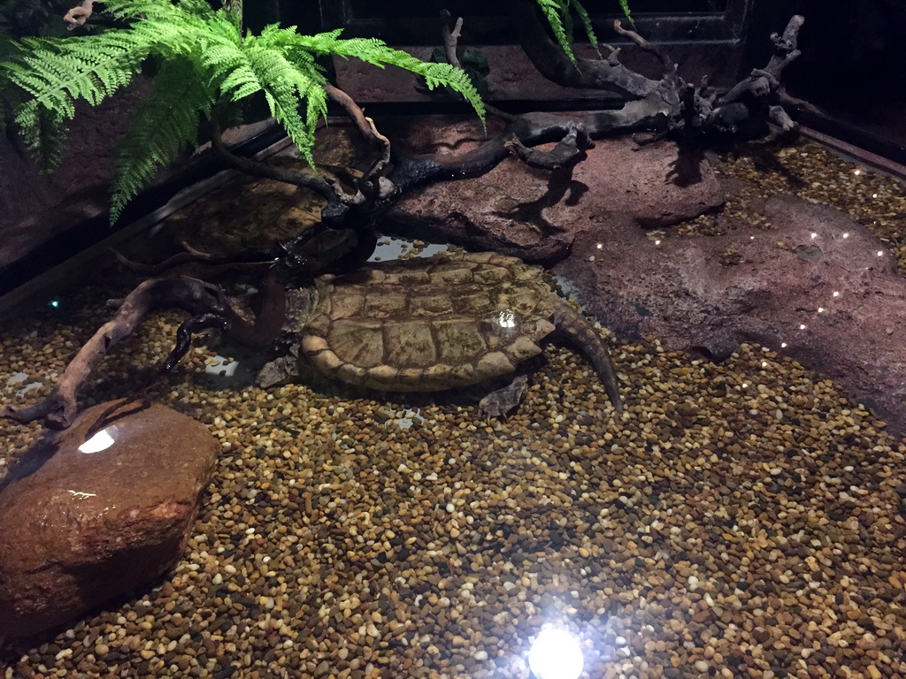 Turtle at the Rockpools zone of the Sea Life Bangkok Ocean World