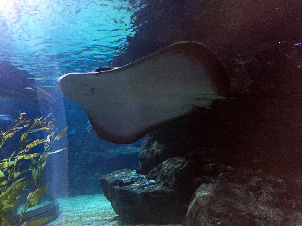 Stingray at the Shark Shipwreck zone of the Sea Life Bangkok Ocean World