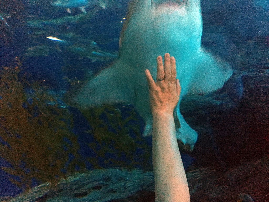 Miaomiao with a shark at the Shark Shipwreck zone of the Sea Life Bangkok Ocean World