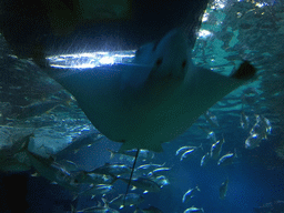 Stingray and other fish at the Shark Shipwreck zone of the Sea Life Bangkok Ocean World