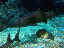 Sharks at the Shark Shipwreck zone of the Sea Life Bangkok Ocean World