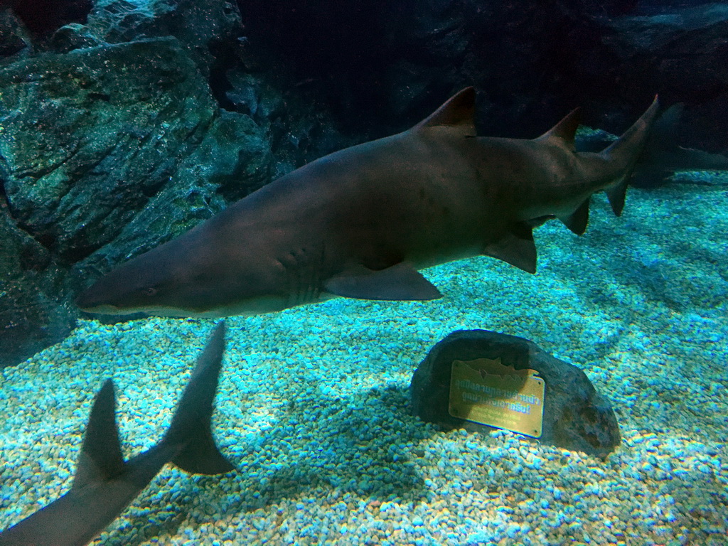 Sharks at the Shark Shipwreck zone of the Sea Life Bangkok Ocean World