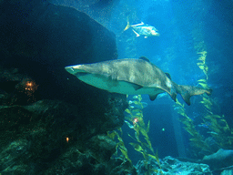 Shark and other fish at the Shark Shipwreck zone of the Sea Life Bangkok Ocean World