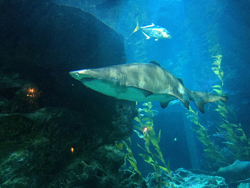 Shark and other fish at the Shark Shipwreck zone of the Sea Life Bangkok Ocean World