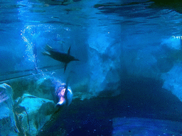 Gentoo Penguin at the Penguin Ice Adventure zone of the Sea Life Bangkok Ocean World