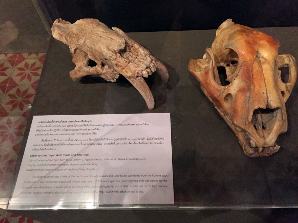 Saber-toothed tiger skull (cast) and tiger skull, at the Issara Winitchai Hall Temporary Exhibition Gallery at the Bangkok National Museum, with explanation
