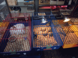 Rabbits and turtles at a pet shop at the La Rambla street