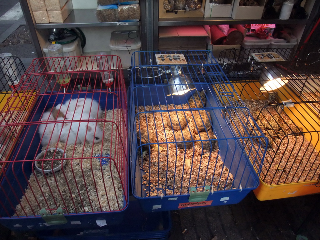 Rabbits and turtles at a pet shop at the La Rambla street